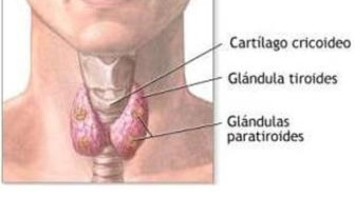 Tireoide e paratireoide