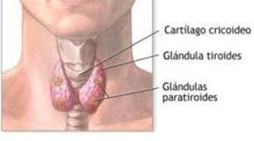 Tireoide e paratireoide