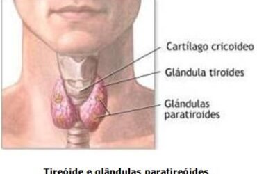 Tireoide e paratireoide