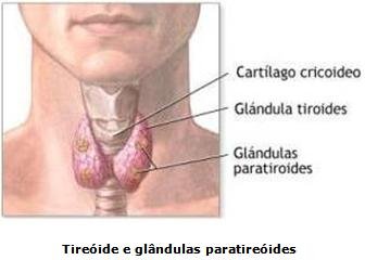 Tireoide e paratireoide